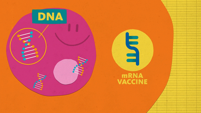 mRNA-DNA animated graphic