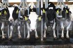 Dairy cattle at Cornell