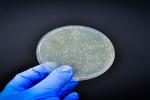 Hand with blue glove holding petri dish with bacteria in it