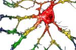 Graphic of colored neurons. 