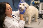 Woman with dark hair wearing white coat examines the mouth of a small white dog