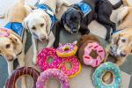 Two yellow labs, a black lab and a golden retriever lie on the floor behind colorful inflatable and stuffed donuts.