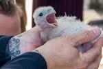 Two hands hold a fluffy white peregrine falcon chick