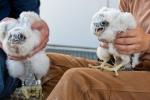 Two sets of hands each holding a white falcon chick