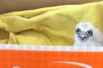 Small white falcon sitting in cardboard box