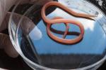 nematode