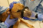 A dog called Tyson, the cancer patient, with a mask that is delivering a mist of inhaled immunotherapy treatment