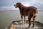 Josie on bow of boat