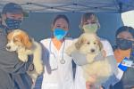 Four students wearing masks and scrubs stand next to each other outside a medical tent, two holding puppies