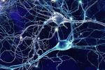 neurons