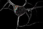 Neuron on a black background