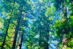 redwood trees in Humboldt County