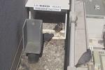 Three peregrine falcons perched on edge of building