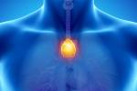 Thymus