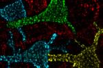 Neurons 