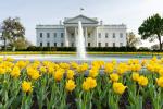 White House 