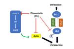 Graphic shows pathway of cytoskeletal proteins with airway smooth muscle contraction, which may be effective in treating asthma.