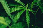 cannabis plants