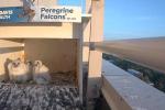 Three peregrine falcon chicks sit inside a nest box on a UC Davis Health building.