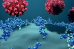 The spike protein mediates the coronavirus entry into host cells