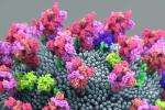 coronavirus spike protein