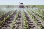 A crop sprayer spraying young cotton plants in a field in the San Joaquin Valley, California.