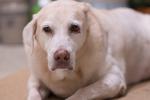 Light colored dog with a hind leg bandaged laying on a table