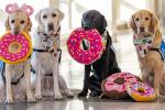 Two yellow labs, a black lab and a golden retriever sit with stuffed donut toys