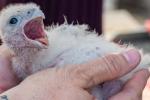 Two hands hold a fluffy white peregrine falcon chick