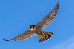 Falcon flying in the air with wings extended out