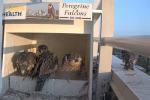 Three falcons look at fourth falcon standing on ledge