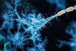 Firing neuron