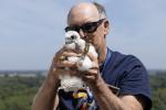 Person holding a fluffy peregrine falcon chick during banding on a rooftop with a distant landscape in the background.