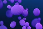 A medical illustration of Candida auris fungal organisms showing different sizes of round lavender and purple blobs against a blue background. 