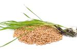 Green wheat leaves in a pile of grain isolated on a white background.