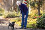A woman with white hair looks down at a black Pug whom she has on a leash on a tree-lined street.