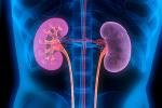 3D illustration of human kidneys with cross-section