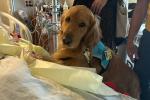 A golden retriever wearing a blue service dog vest leans against the side of a patient’s bed. 