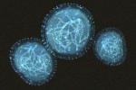 Monkeypox cells