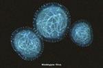 monkeypox virus structure