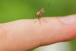 Mosquito sitting on human finger with green background