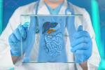 human pancreas