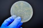 Hand with blue glove holding petri dish with bacteria in it