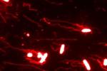 The electrical field-guided migration of S. Typhimurium as shown by immunostaining
