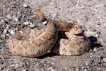 Brown rattlesnake curled up on rocks