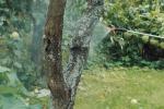 A tree with fungi on its bark is being sprayed by pesticides.