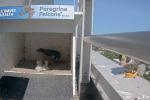 One peregrine falcon inside a nest box with three small chicks clustered on the ground while another adult falcon stands on a nearby ledge outside the box at UC Davis Health.