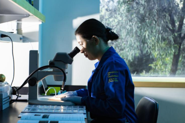 researcher looking through a microscope 