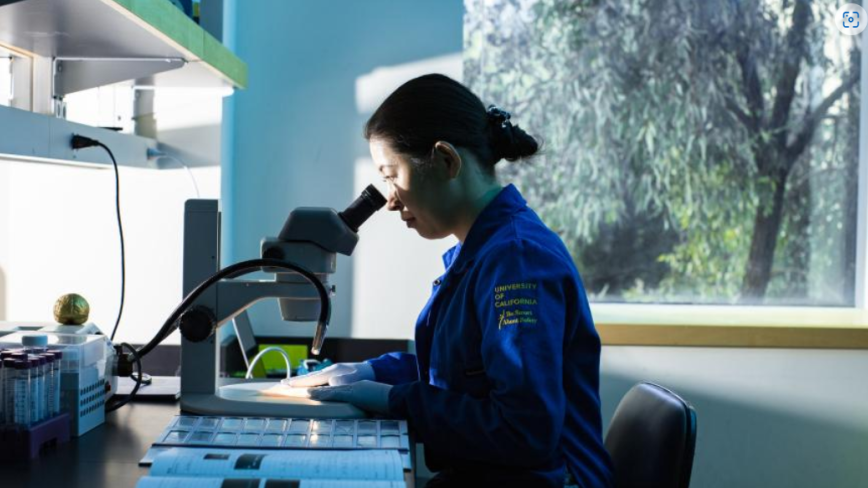researcher looking through a microscope 